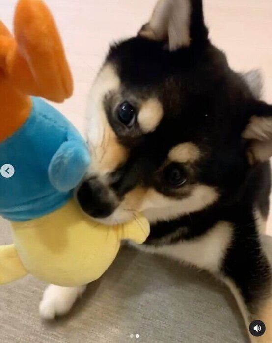 ぬいぐるみで遊ぶすずちゃん