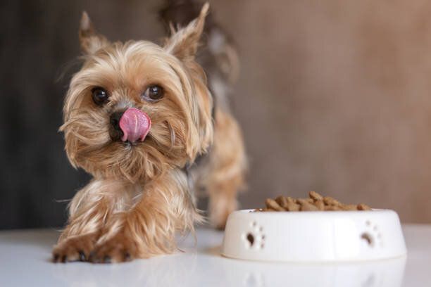 犬のヨークシャー・テリア、食べ物を食べる