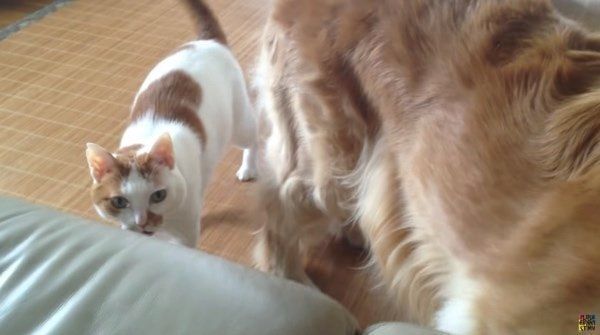 飼い主さんにナデナデしてもらうゴールデン・レトリーバー