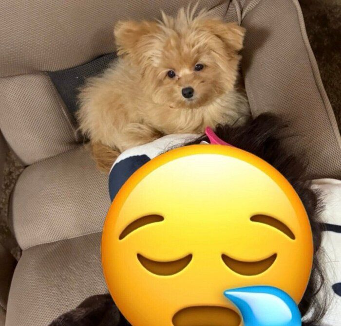 飼い主さんの頭の上でまったりするすあまちゃん