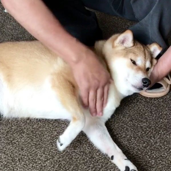 横になる柴犬