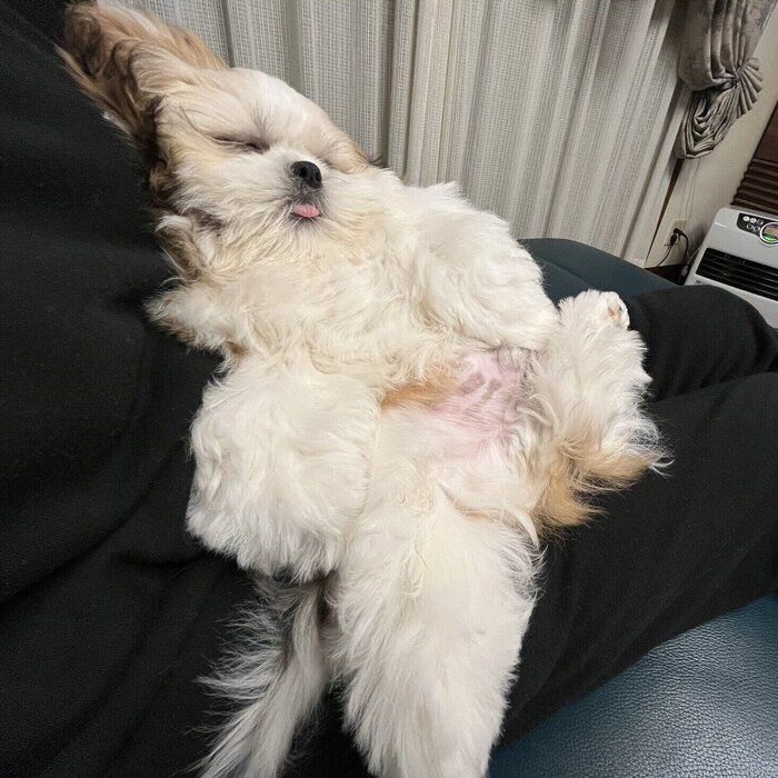 別の日の様子　飼い主さんのひざの上でぐっすり眠るオラフくん