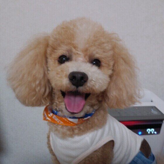 プードル