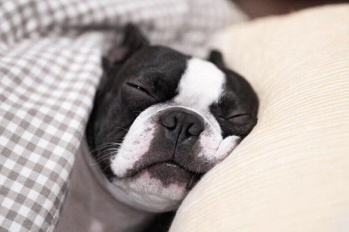 枕に顔をのせて眠るボストンテリア(オス)