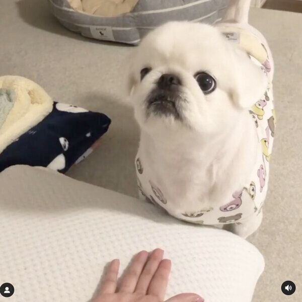 飼い主さんと遊ぶもっちくん