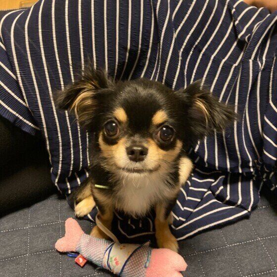 チワワの小鉄ちゃん