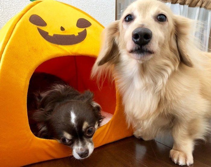 2匹の犬