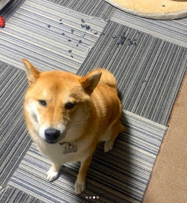 おもちゃを粉々にしてしまった豆吉くん