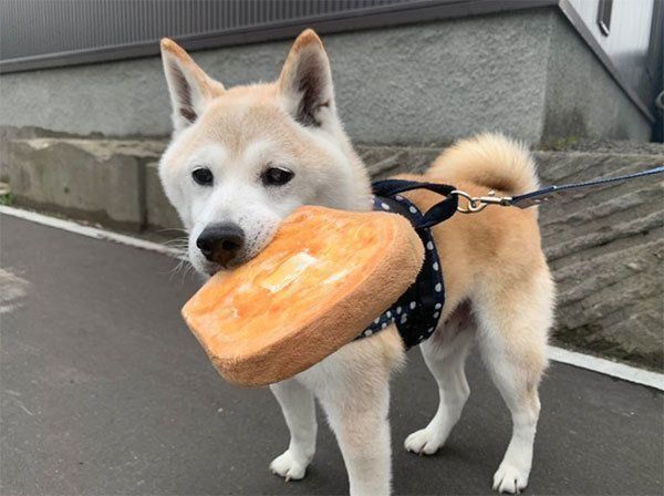 パン柄のクッションをくわえる小次郎くん