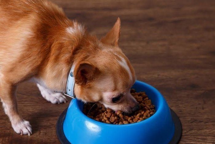 食べる犬