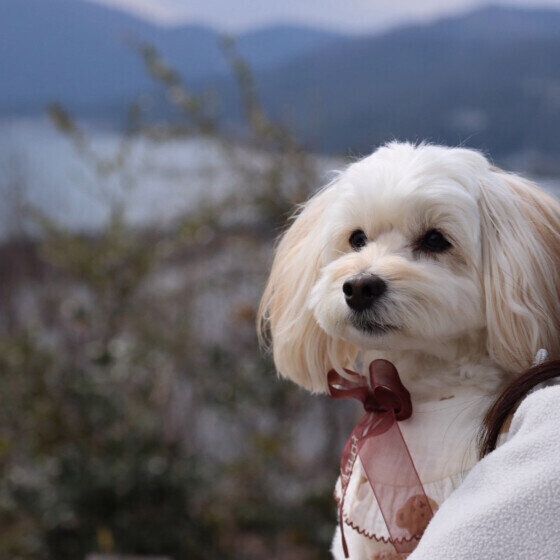 家族でお出かけをしたミックス犬