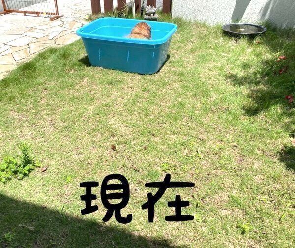 タライのプールに入るこはるちゃん