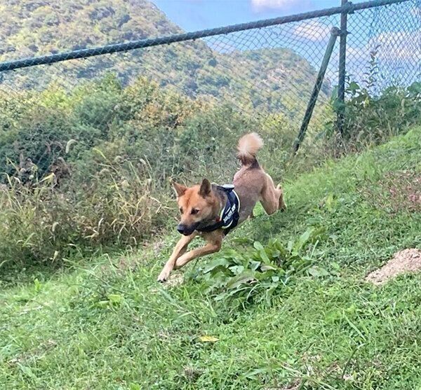ドッグランで走り回るいのちゃん