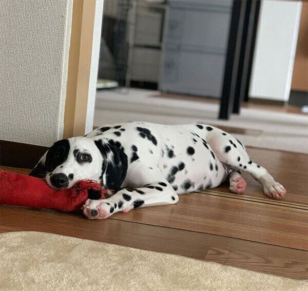 おもちゃで遊ぶタルちゃん