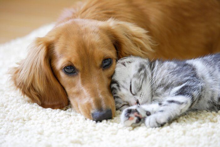 マダニのリスクを抱える犬猫のイメージ
