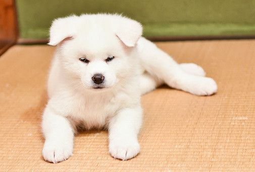 秋田犬