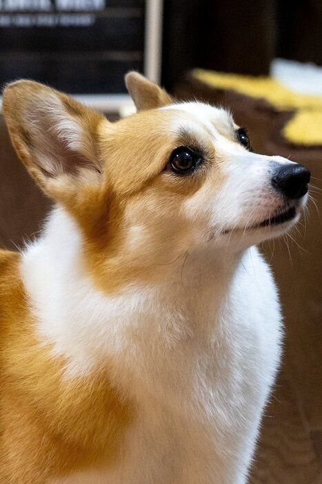 とってもキレイな横顔 成長後の神楽ちゃんの様子