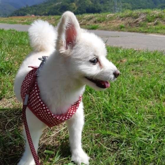 お散歩する犬