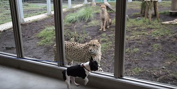 チーターとフレンチ・ブルドッグ