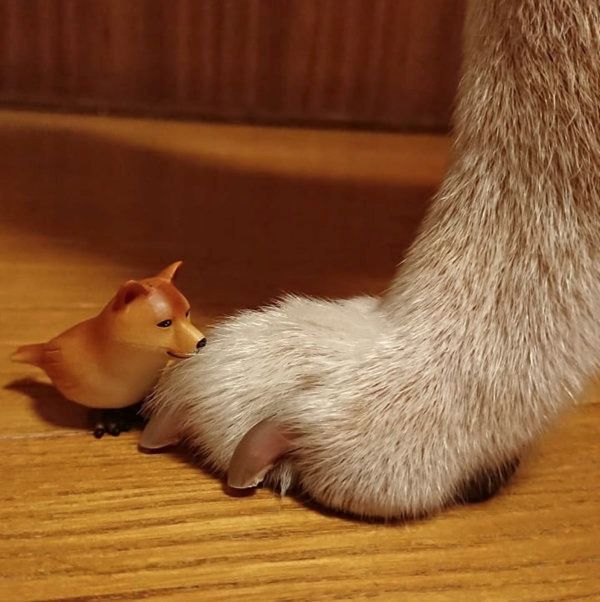 イヌトリ
