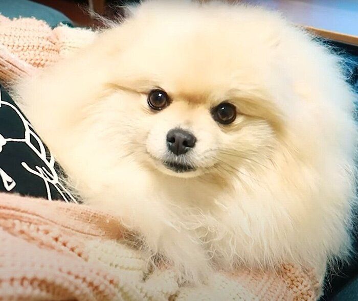 ポメラニアンのモチちゃん