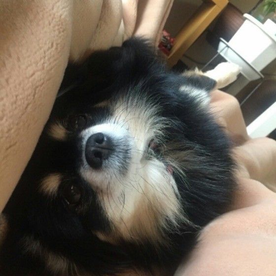 チワワ