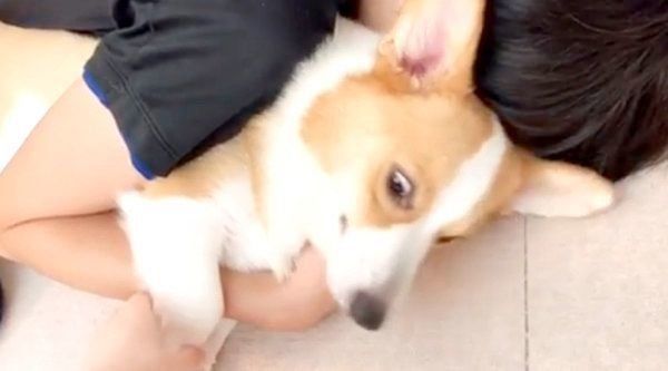 パパさんに捕まるコーギー