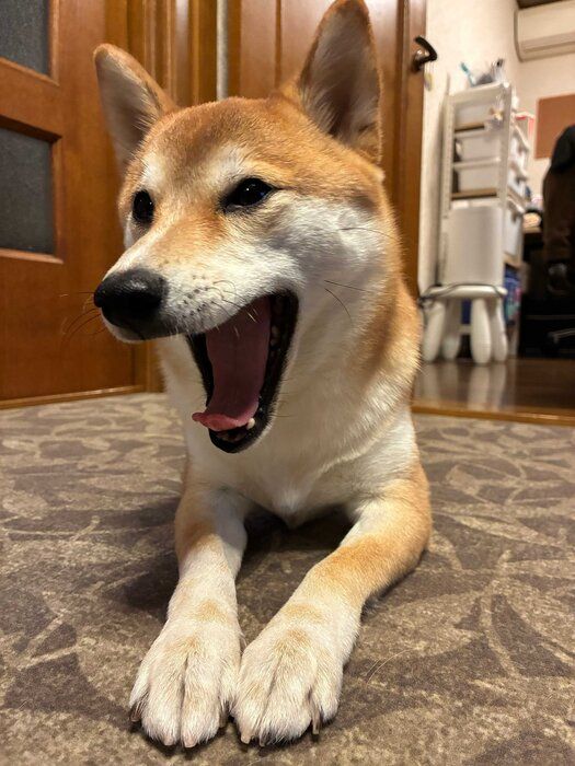 口を大きく開けている様子の犬柴犬