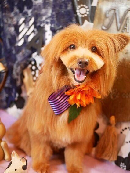連載「こぐま犬てんすけ」