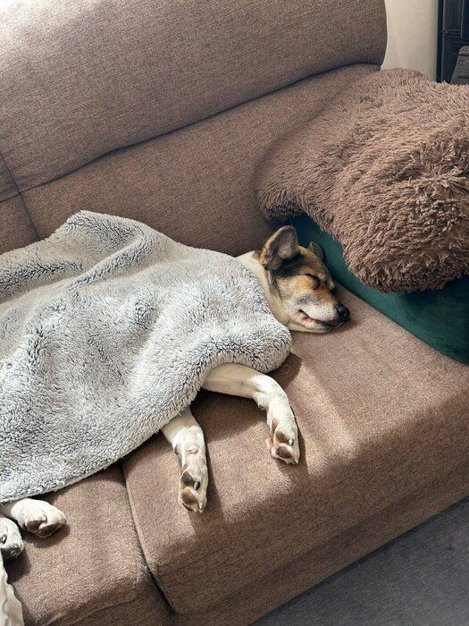 スヤスヤと眠るちまきちゃん　見ているだけで癒やされる