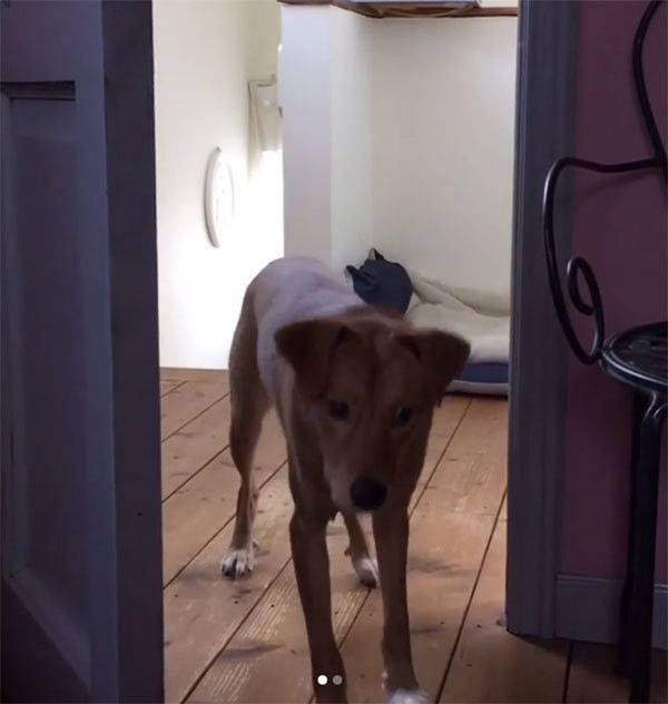 見つめる犬