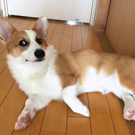廊下でくつろぎ中