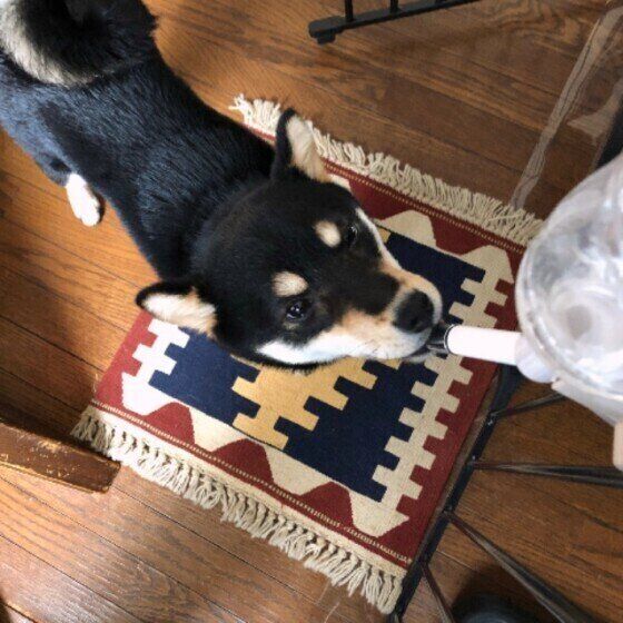 吸水ボトルと犬