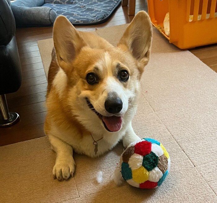 おもちゃで遊ぶルカくん