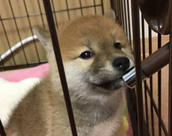 柴の子犬