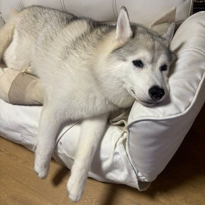 迎え入れ初日に悲しげな遠吠えをしていたハスキー犬→10才現在、家族のソファでくつろぐ姿にほっこり