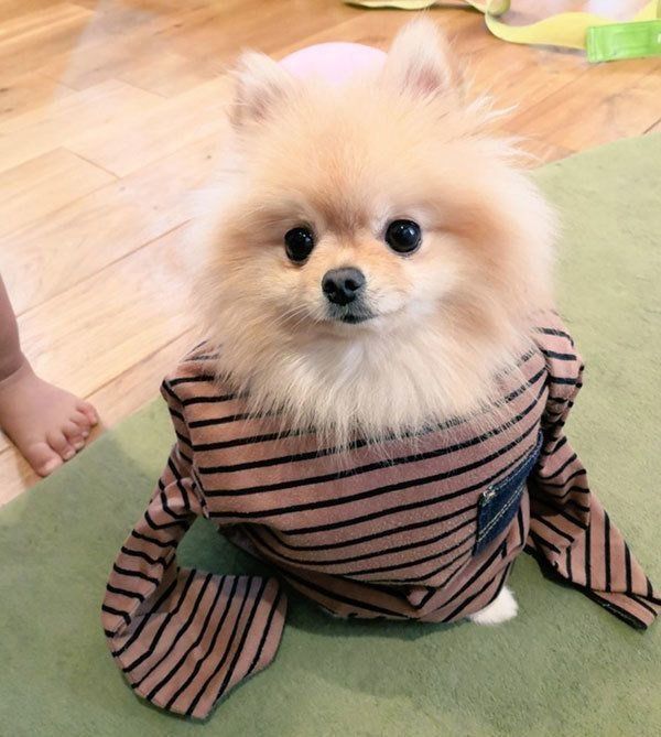 洋服を着るぽぽちちゃん
