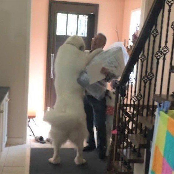 抱き着く犬