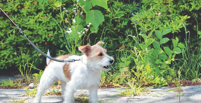 吠える犬のイメージ
