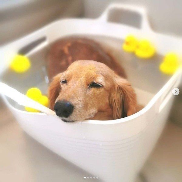 お風呂につかるはなちゃん
