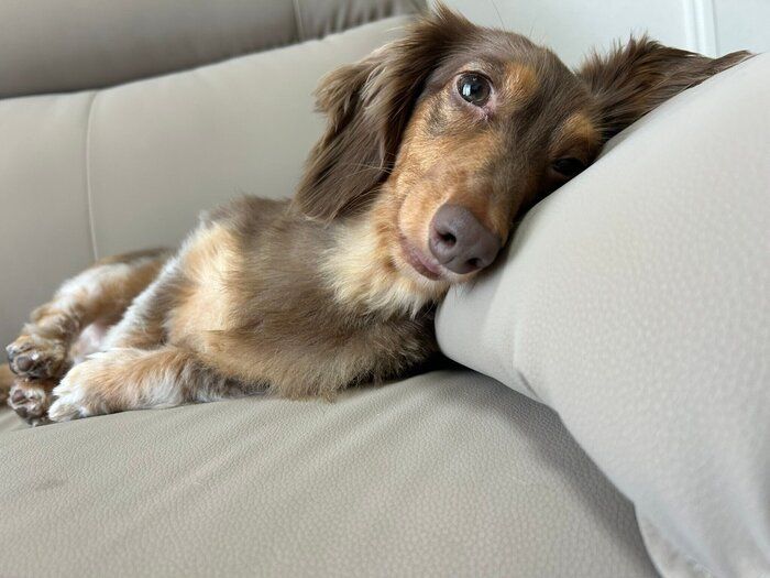 別の日 ソファの上が定位置だというむぎちゃん