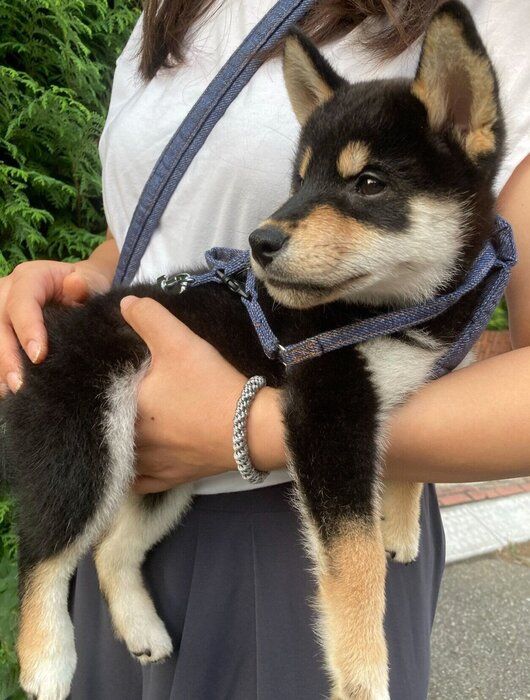 抱っこ散歩にも慣れてきたむくげちゃん