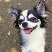 マウンティングに関する記事一覧 いぬのきもちweb Magazine マウンティングに関する記事一覧 いぬのきもちweb Magazine