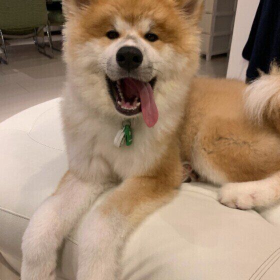 笑顔の秋田犬