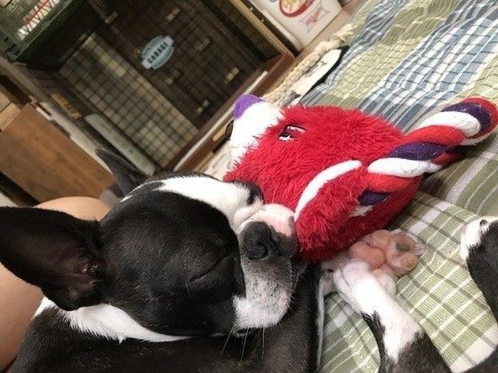 おやすみ