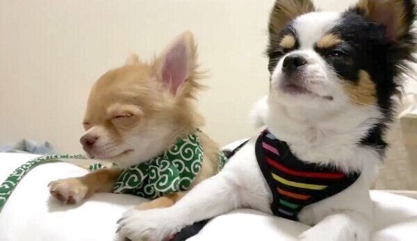 眠そうなぶーちゃんとえびちゃん