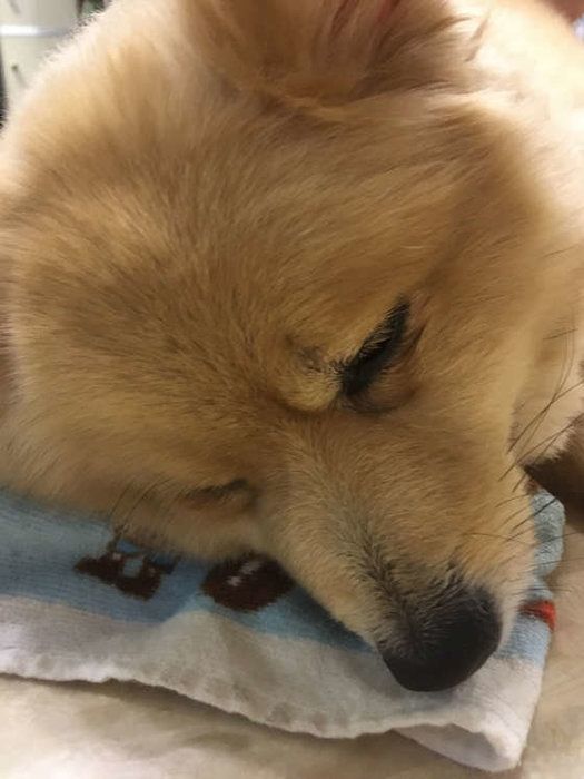 ちょこちゃん