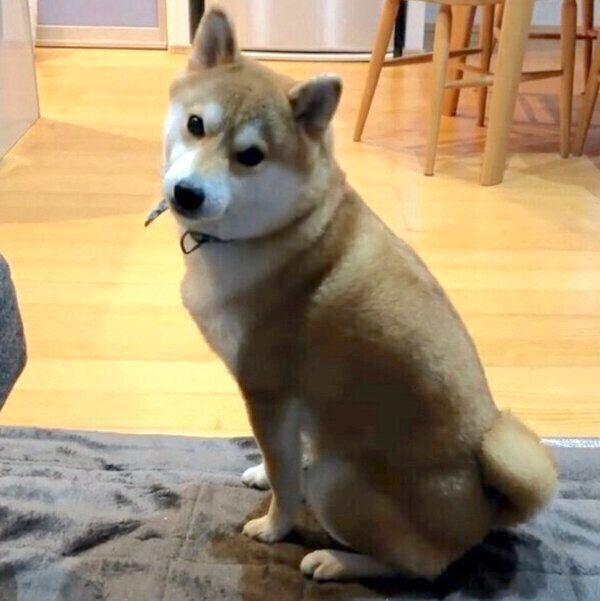 飼い主さんのほうを見るラテくん
