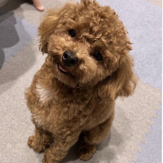 おすわりのトイプー