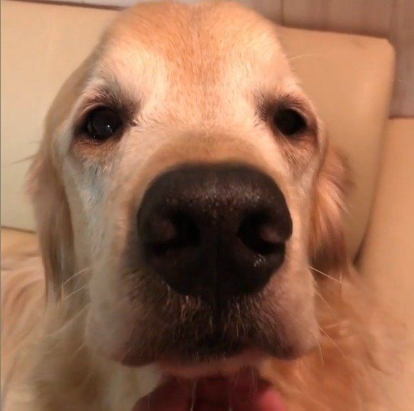 あごを撫でられる犬